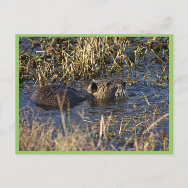 Nutria in water postcard (Front)