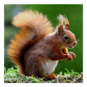 "Nuts About Nature: Whimsical Squirrel Poster 