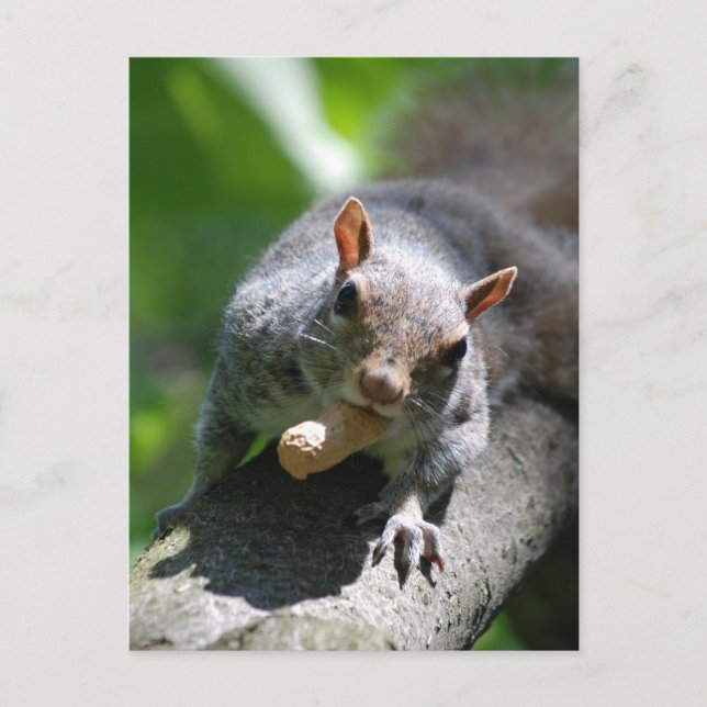 Nutty Squirrel Postcard (Front)