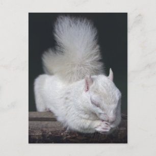 Nutty's Prayer Postcard
