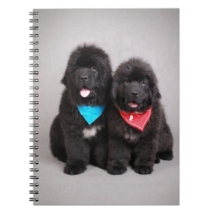 Nuwfie brothers spiral notebook