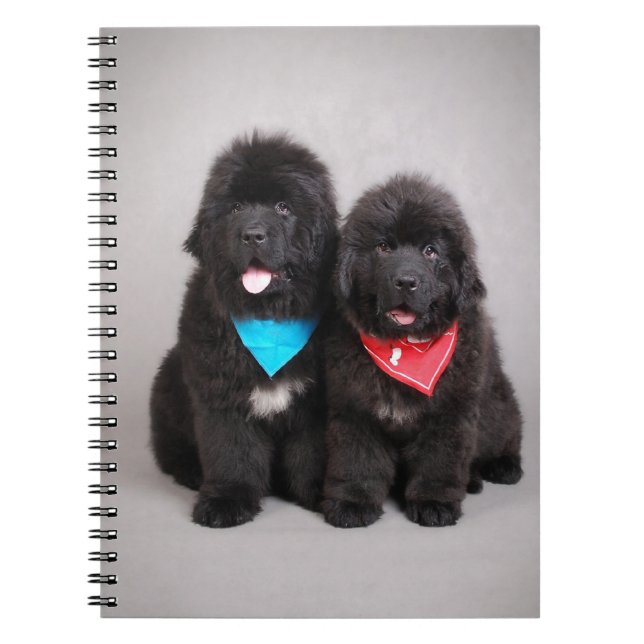 Nuwfie brothers spiral notebook (Front)