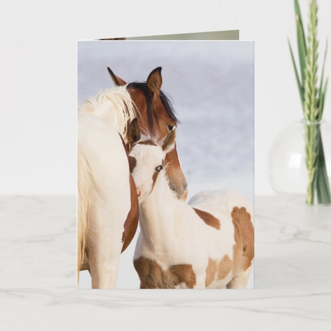 Nuzzle Wild Horse Greeting Card (Front)