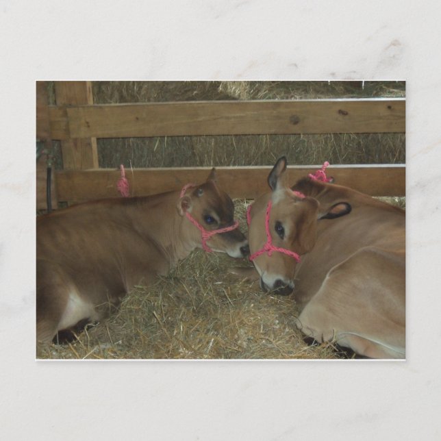 Nuzzling Cows Postcard (Front)