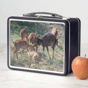 Nyala in Grasslands – Wildlife Moment Metal Lunch Box