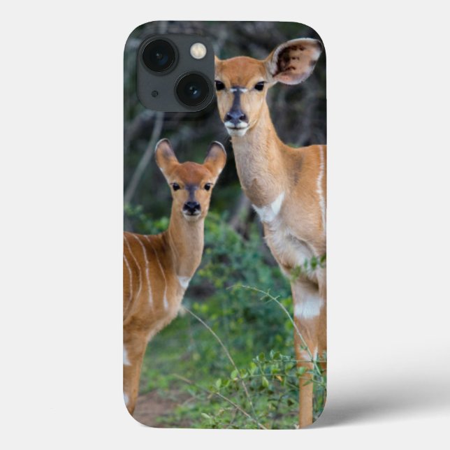 Nyala (Tragelaphus Angazii) With Young, Ndumo Case-Mate iPhone Case (Back)