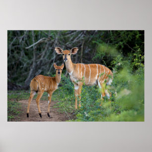 Nyala (Tragelaphus Angazii) With Young, Ndumo Poster