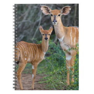 Nyala (Tragelaphus Angazii) With Young, Ndumo Spiral Notebook