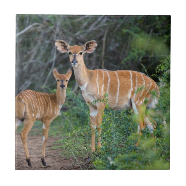 Nyala (Tragelaphus Angazii) With Young, Ndumo Tile (Front)