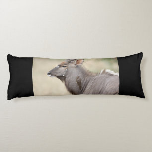 Nyala with oxpecker body cushion