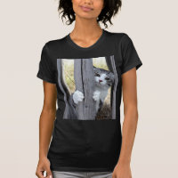 Nyankichi, A Stray Cat