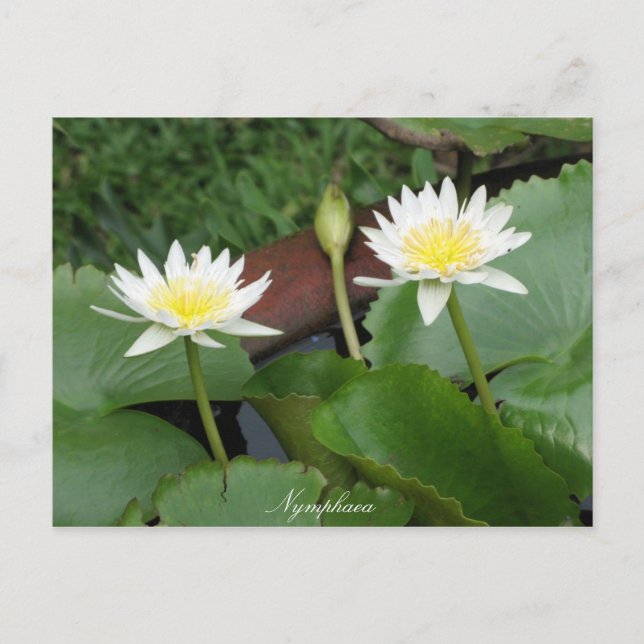 Nymphaea Flower Waterlily Postcard (Front)