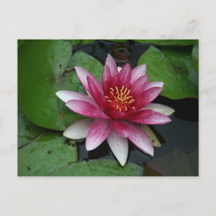 Nymphaea tetragona postcard