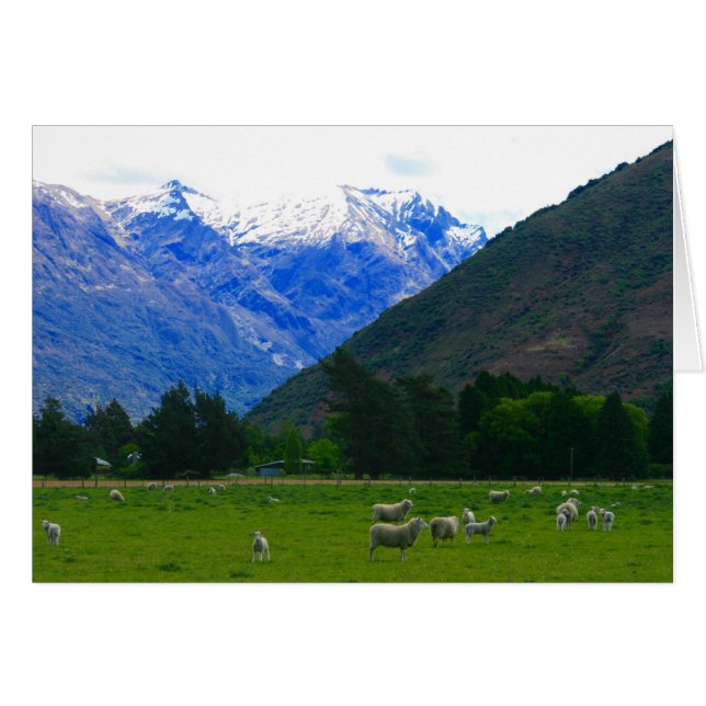 nz field sheep (Front Horizontal)