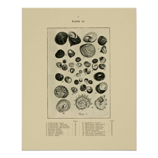 NZ Shells Poster (Front)