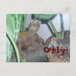 o'rly, O'rly! Postcard