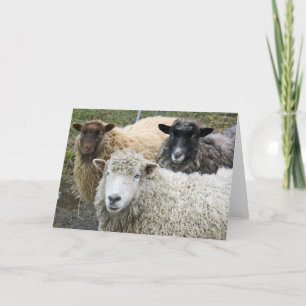 O We Like Sheep Card