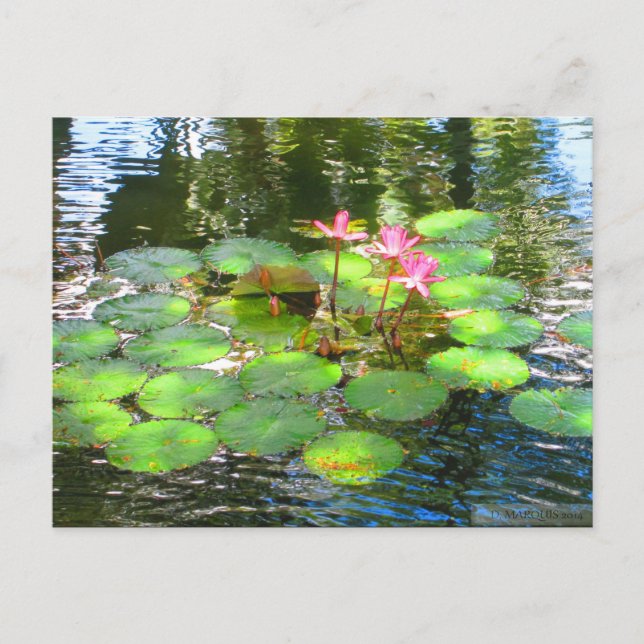 OAHU,HAWAII#8 POSTCARD (Front)