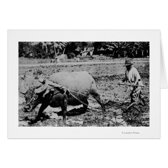 Oahu, Hawaii - A Water Buffalo & Farmer Tilling (Front Horizontal)