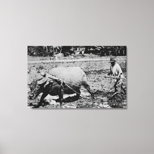 Oahu, Hawaii - A Water Buffalo & Farmer Tilling Canvas Print (Front)