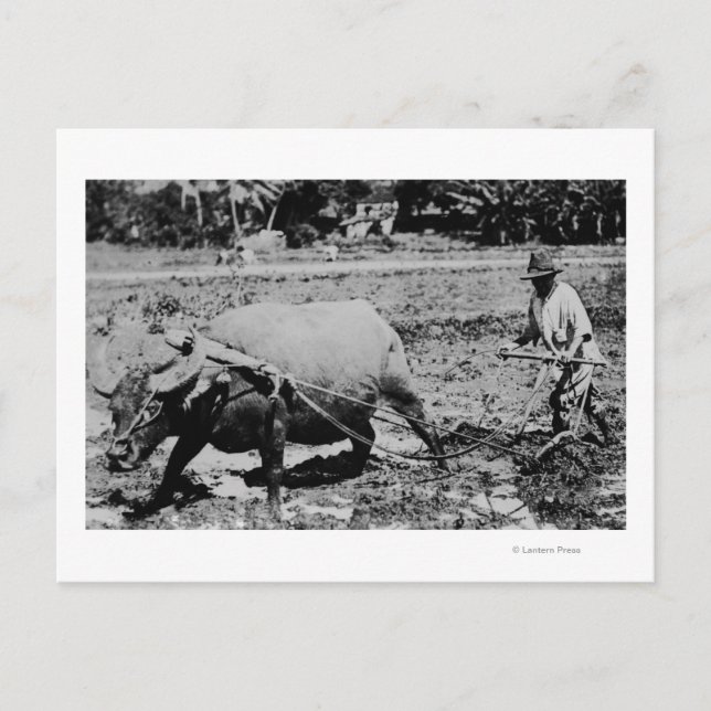 Oahu, Hawaii - A Water Buffalo & Farmer Tilling Postcard (Front)