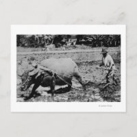 Oahu, Hawaii - A Water Buffalo & Farmer Tilling