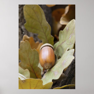 Oak acorn poster