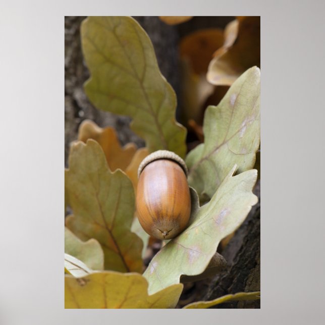 Oak acorn poster (Front)
