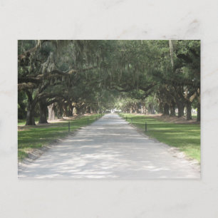 Oak Alley at Boone Hall, Charleston SC Postcard