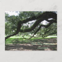 Oak Alley-Live oak tree branches, Oak Alley Pla...