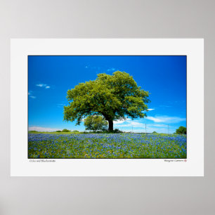 Oak and Bluebonnets - Texas Poster