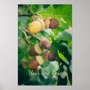 Oak branches with acorns  poster