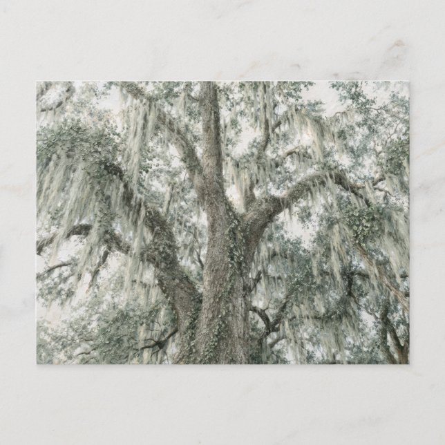 Oak Cathedral | Live Oak Tree | Postcard (Front)