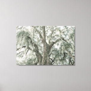 Oak Cathedral   Live Oak Tree   Stretched Canvas Print