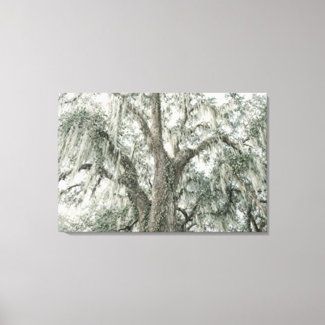 Oak Cathedral | Live Oak Tree | Stretched Canvas Print (Front)