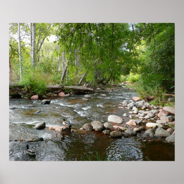 Oak Creek and Mallard Ducks Nature Photography Poster (Front)