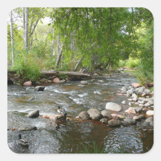 Oak Creek and Mallard Ducks Nature Photography Square Sticker