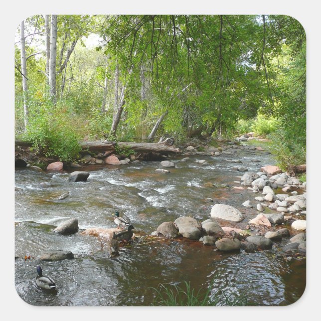 Oak Creek and Mallard Ducks Nature Photography Square Sticker (Front)