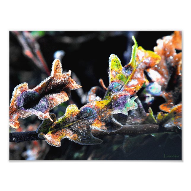 Oak Fairy Frosting Photo Print (Front)