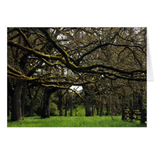 Oak Grove, 2