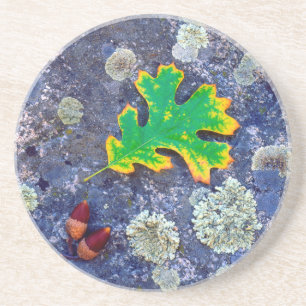 Oak Leaf and Acorns on a Lichen covered rock Coaster