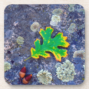 Oak Leaf and Acorns on a Lichen covered rock Coaster