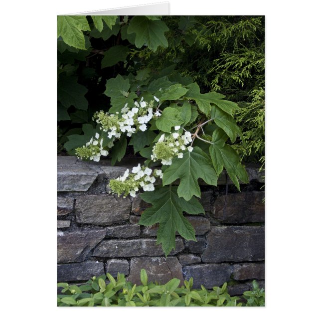 Oak Leaf Hydrangea and a Stone Wall (Front)