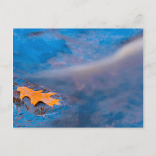 Oak leaf on rock in Rosseau River Postcard