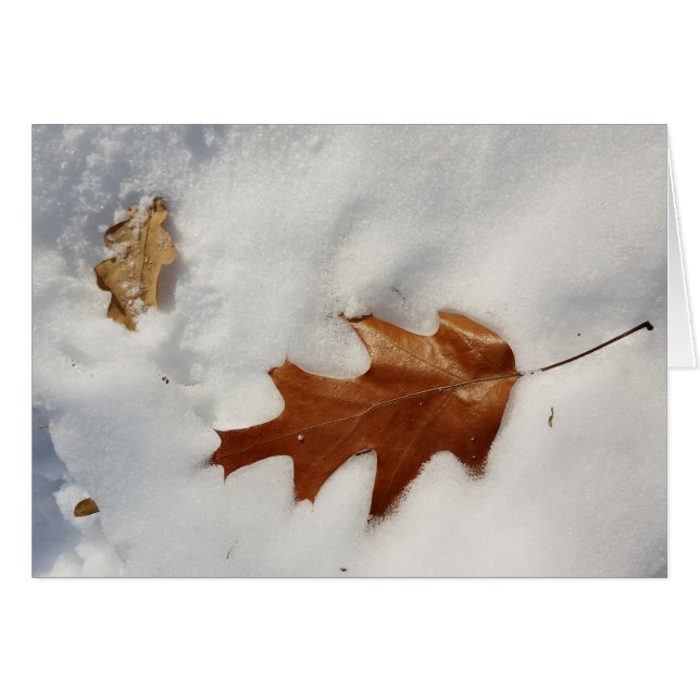 oak leaf on the snow (Front Horizontal)