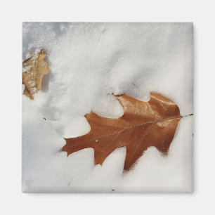 oak leaf on the snow magnet