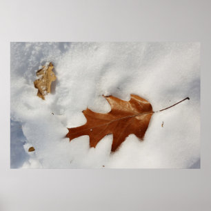 oak leaf on the snow poster