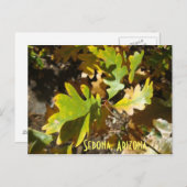 oak leaf, Sedona, Arizona Postcard (Front/Back)