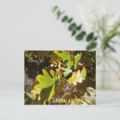oak leaf, Sedona, Arizona Postcard (Standing Front)