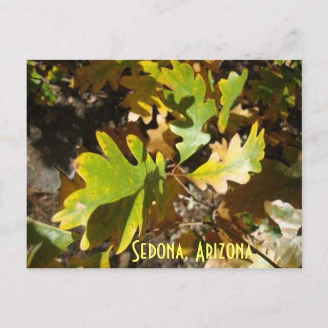 oak leaf, Sedona, Arizona Postcard (Front)